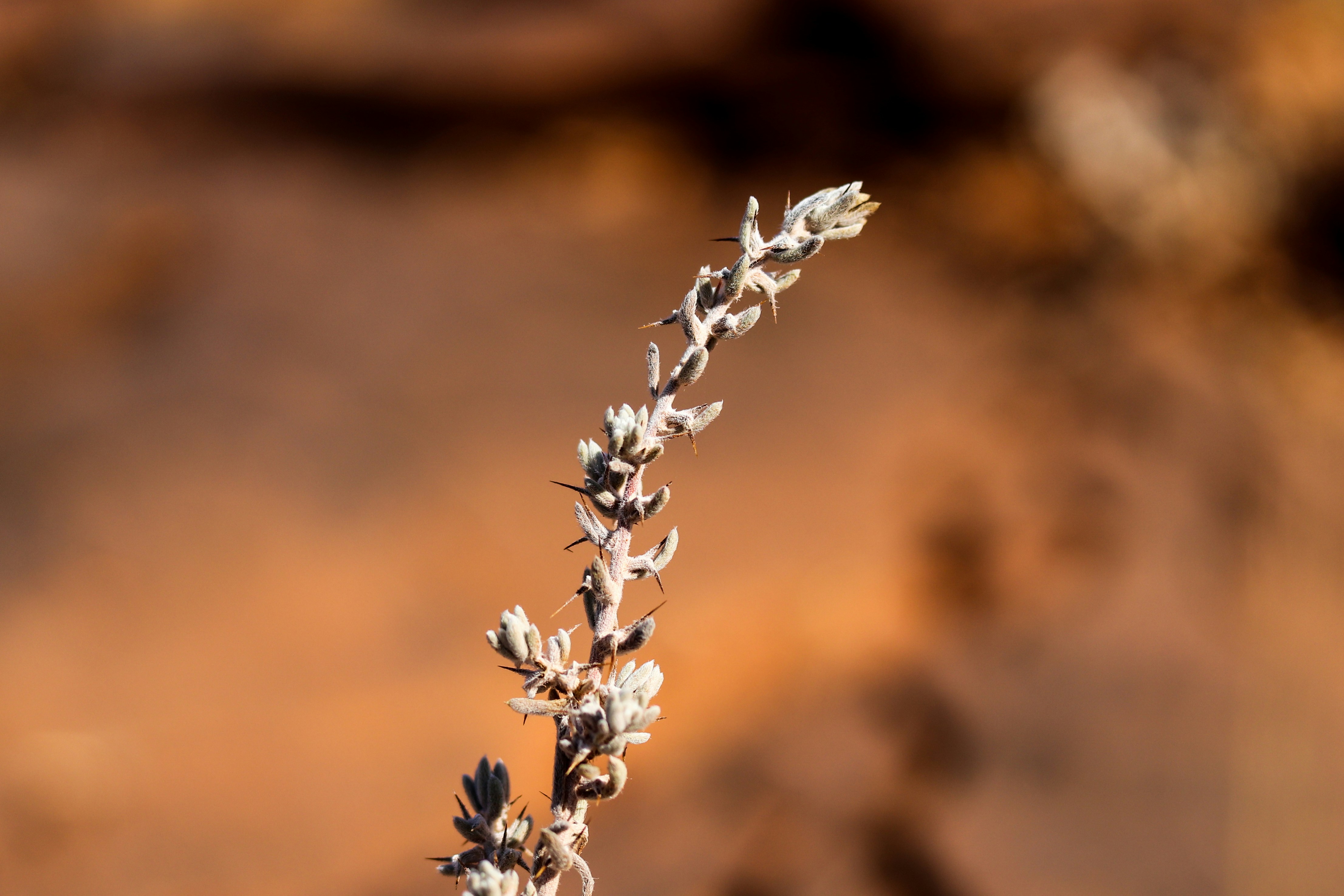 흐릿한 배경을 가진 식물의 클로즈업
