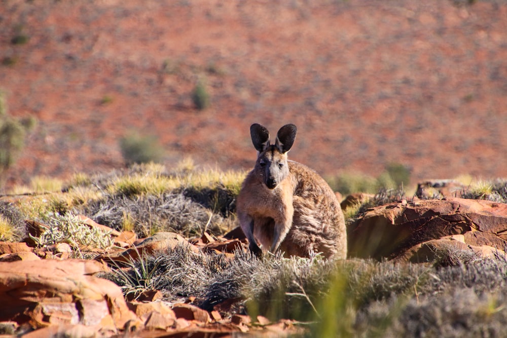 a kangaroo standing on top of a grass covered field