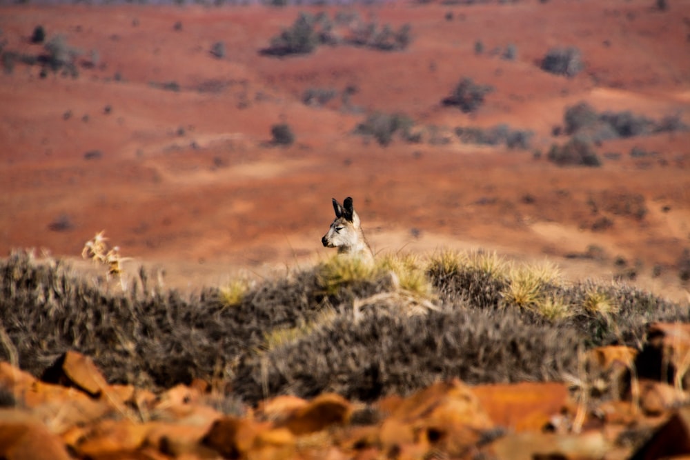 a small animal sitting on top of a dry grass field