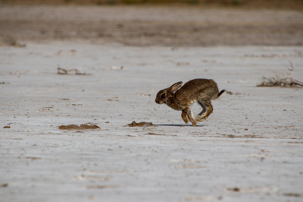 a brown rabbit running across a sandy field