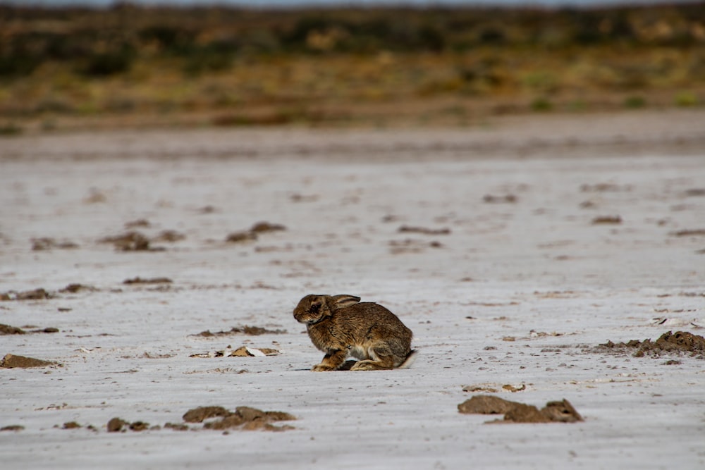 Un piccolo coniglio seduto sulla cima di una spiaggia sabbiosa