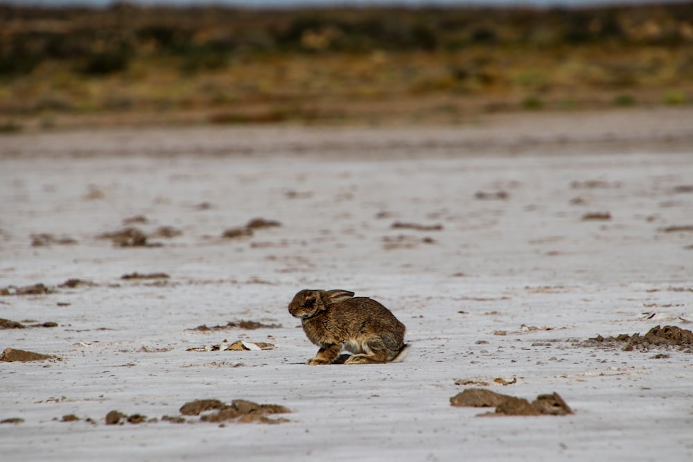 Ein kleines Kaninchen sitzt auf einem Sandstrand