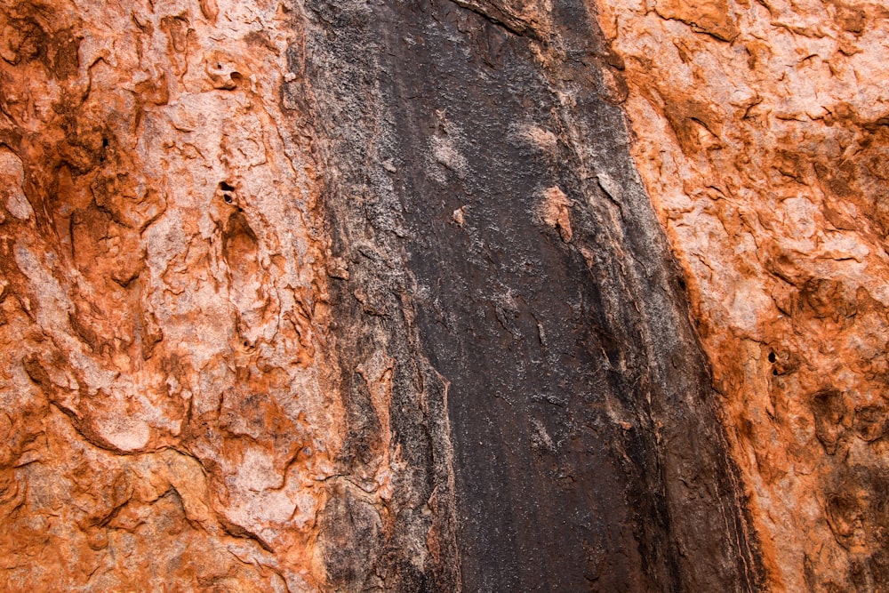 a close up of a rock face with a tree in the background