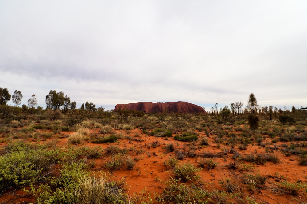 a dirt field with trees and bushes in the foreground