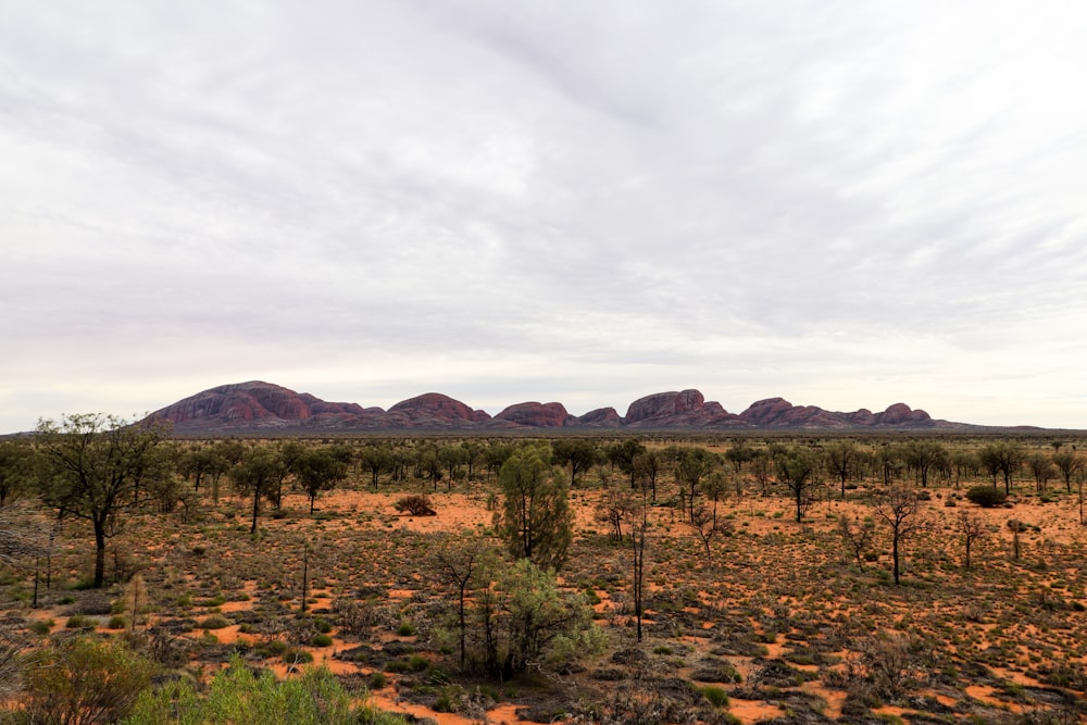 a desert landscape with trees and mountains in the background