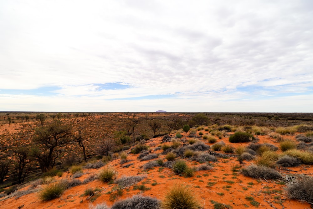 a dirt field with trees and bushes in the distance