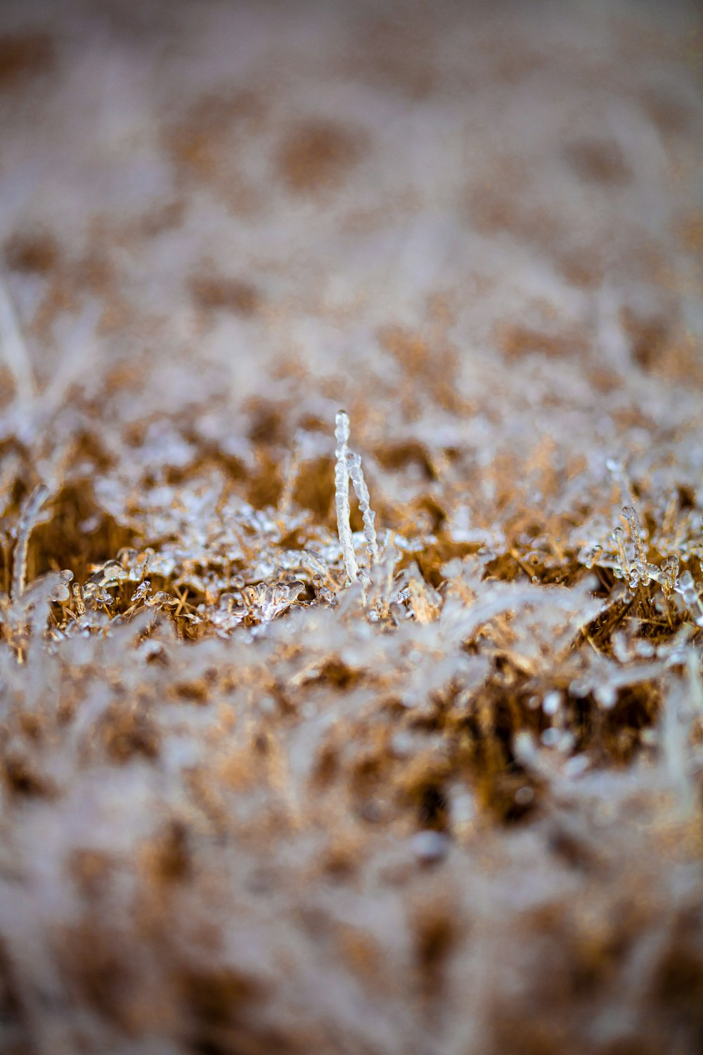 a close up of a small bird on the ground