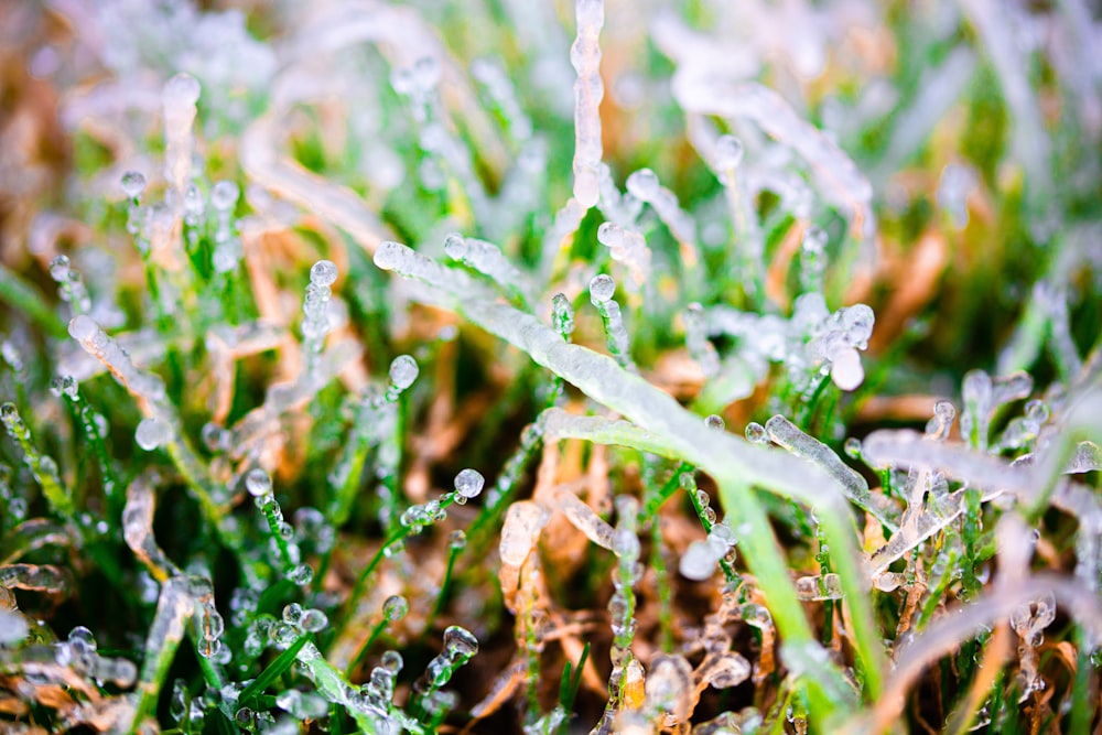 a close up of grass covered in water droplets
