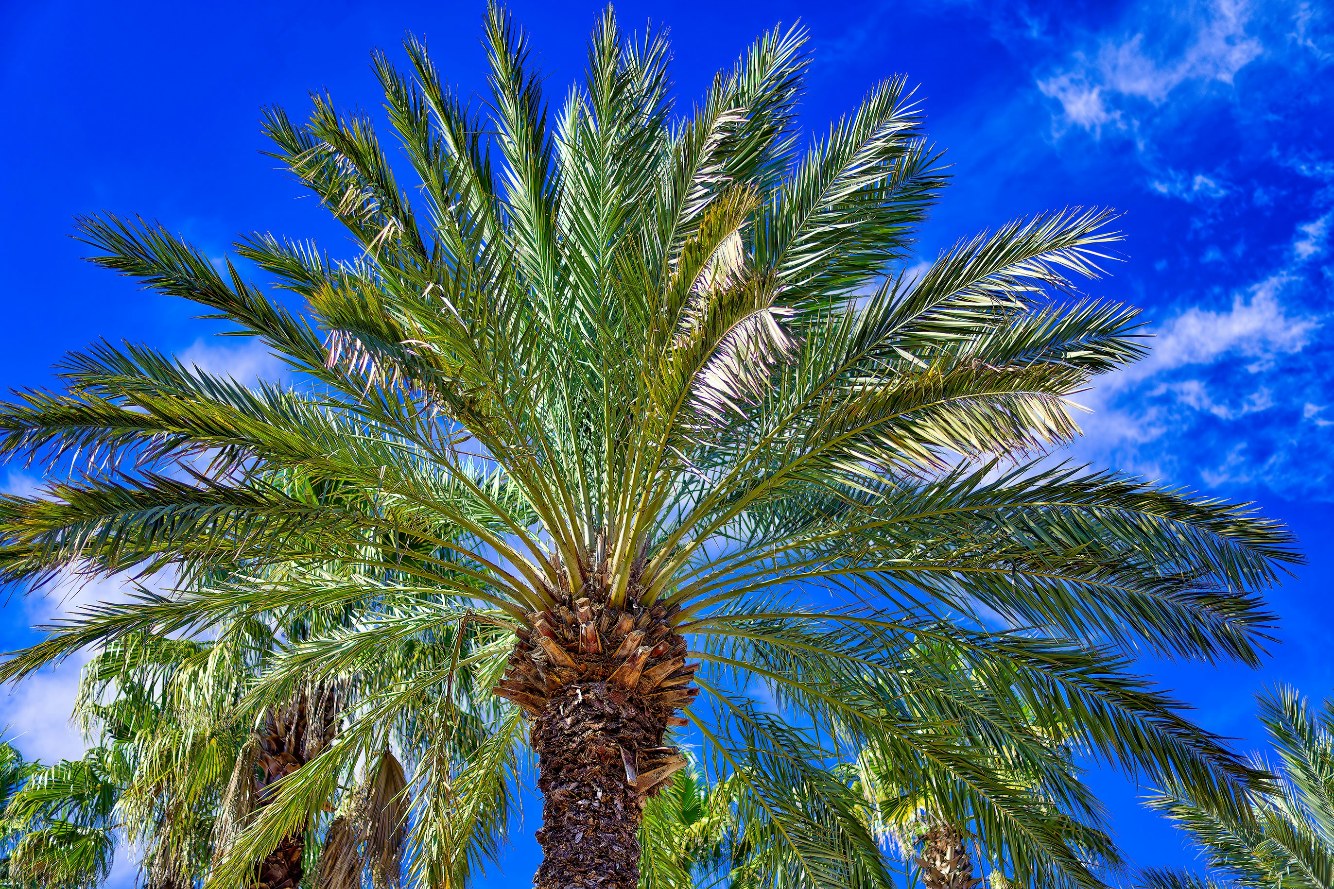 A palm tree with a blue sky in the background photo – Free Panama city