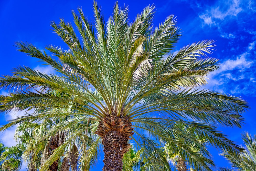 a palm tree with a blue sky in the background