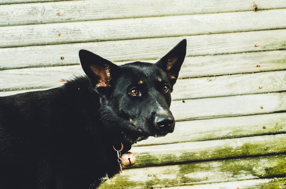 a black dog standing in front of a wooden wall