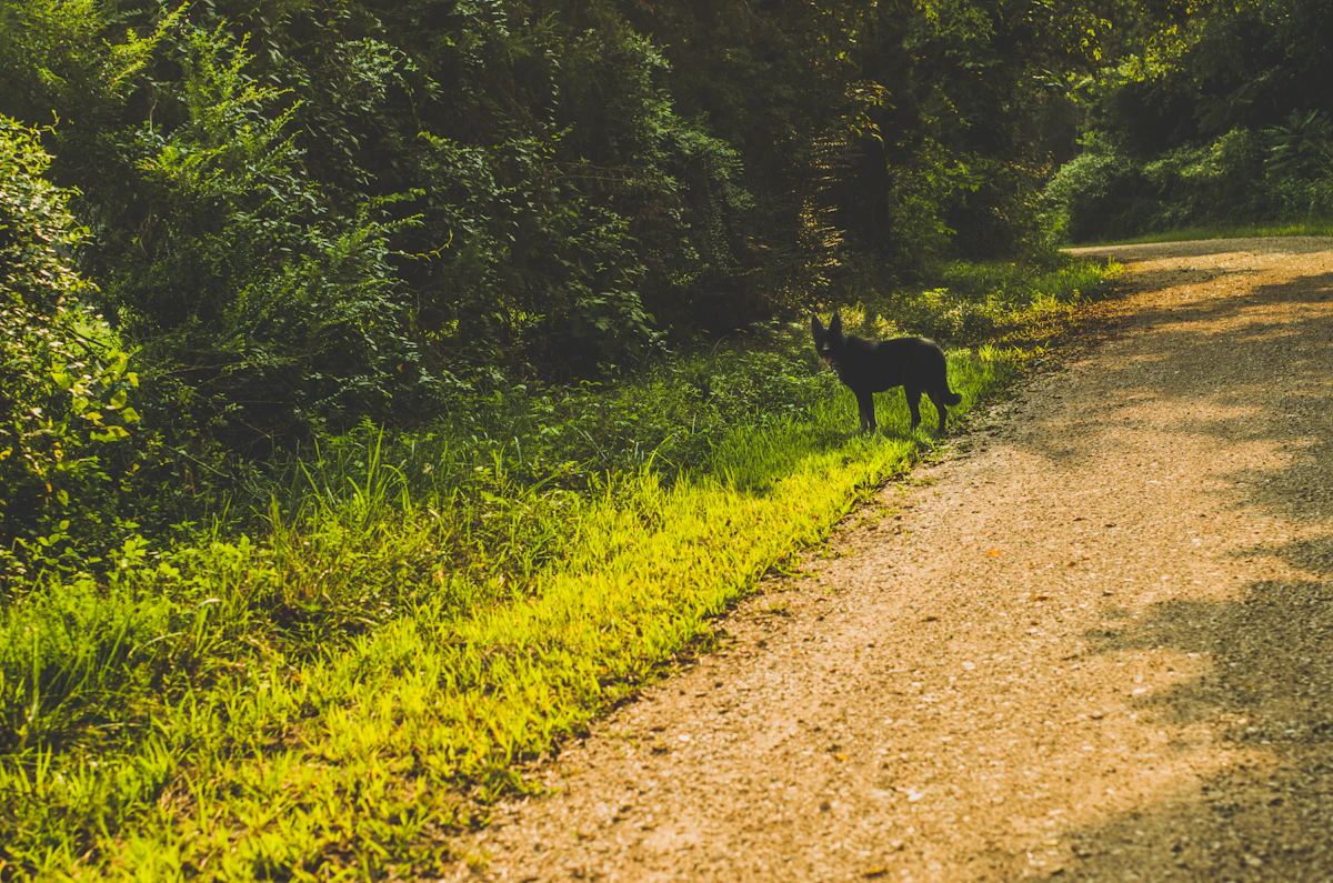 Cachorro abandonado en la carretera en verano