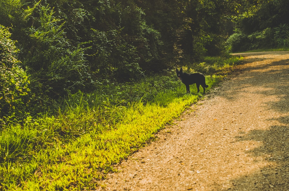 a dog standing on the side of a dirt road