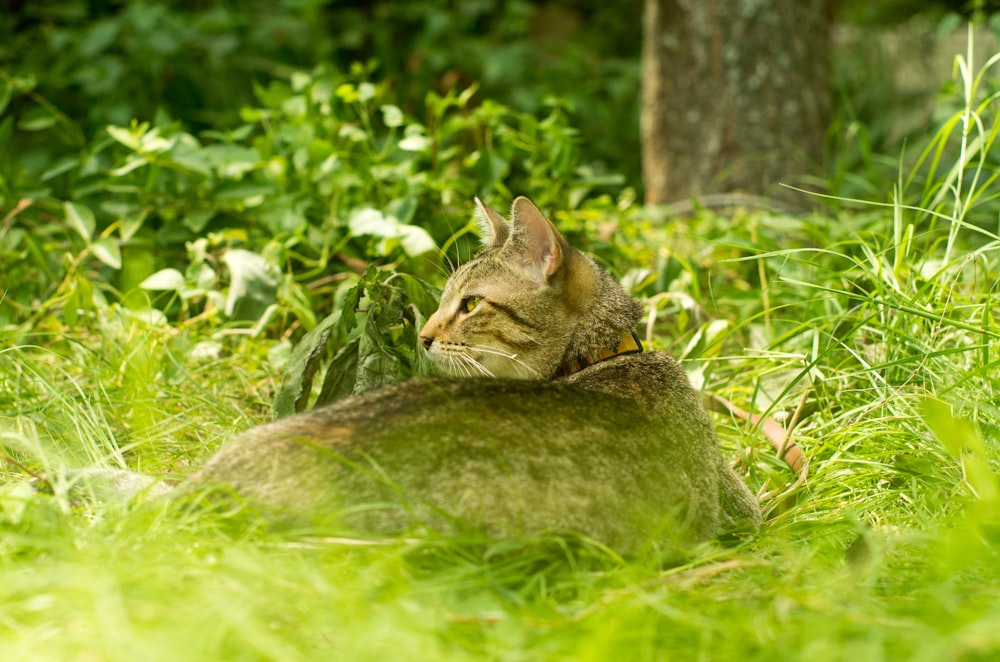 Un chat allongé dans l’herbe, les yeux fermés