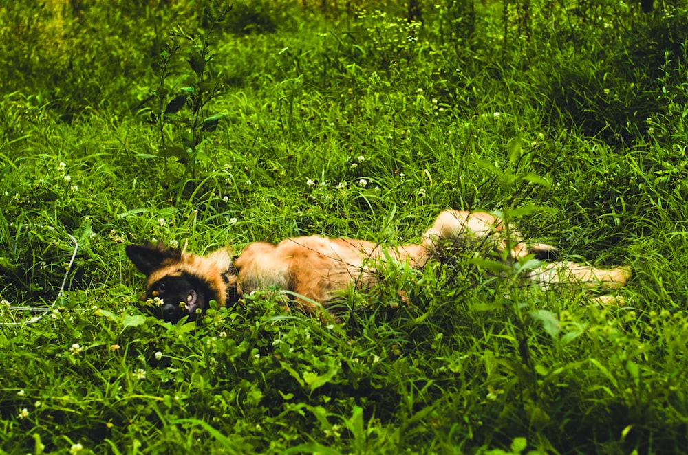 Ein Hund liegt auf einem Feld mit hohem Gras