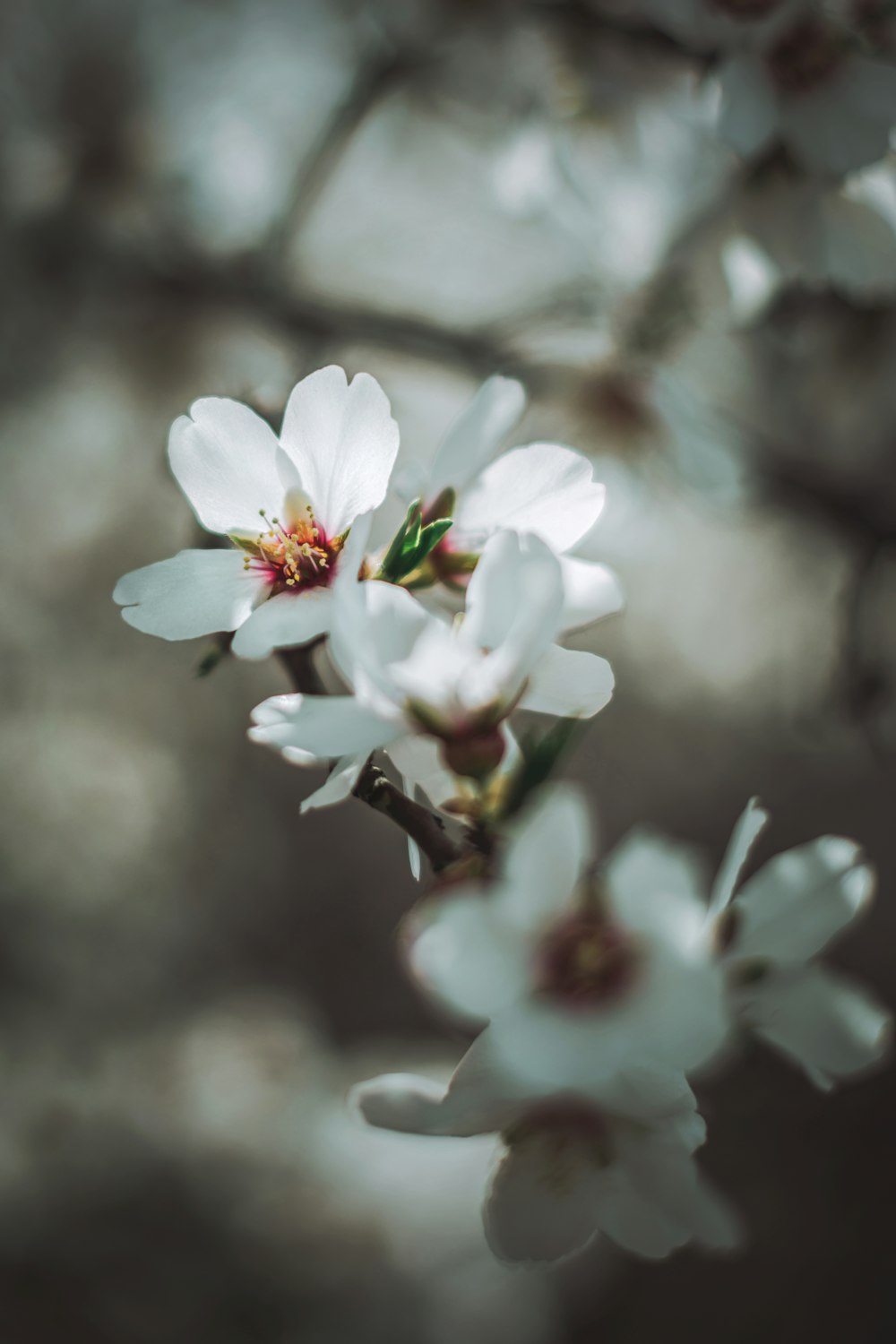 a close up of a white flower on a tree