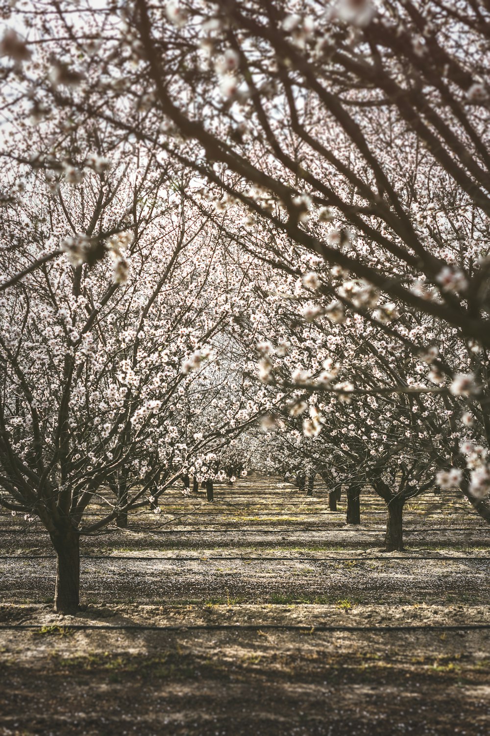 a row of trees with white flowers on them