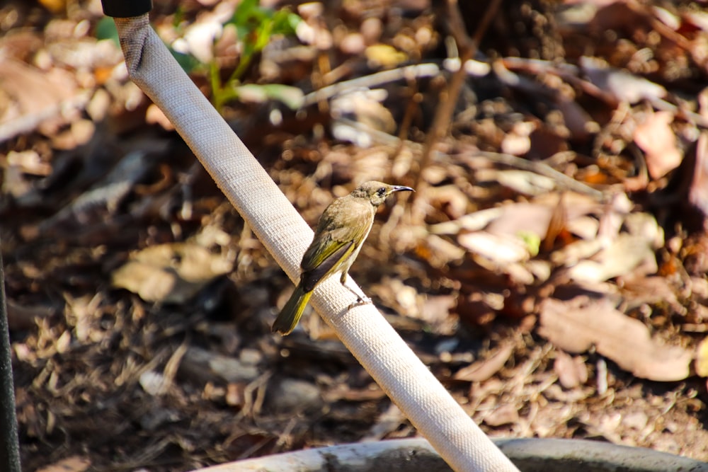 a small bird perched on a white pipe