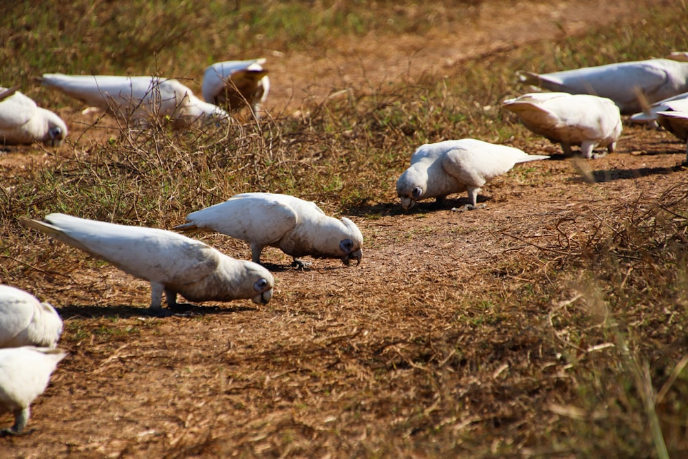a flock of white birds standing on top of a dirt road