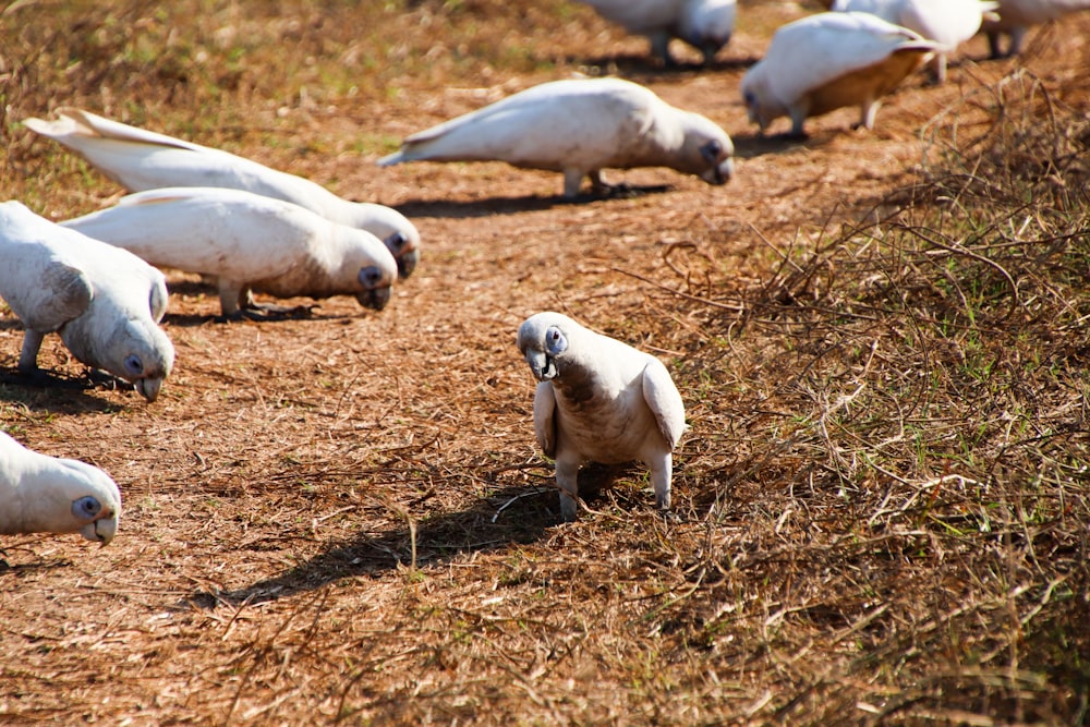 a flock of white birds standing on top of a dry grass field
