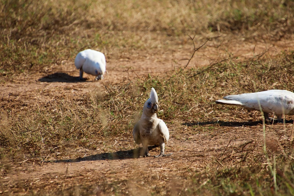 a couple of birds that are standing in the dirt