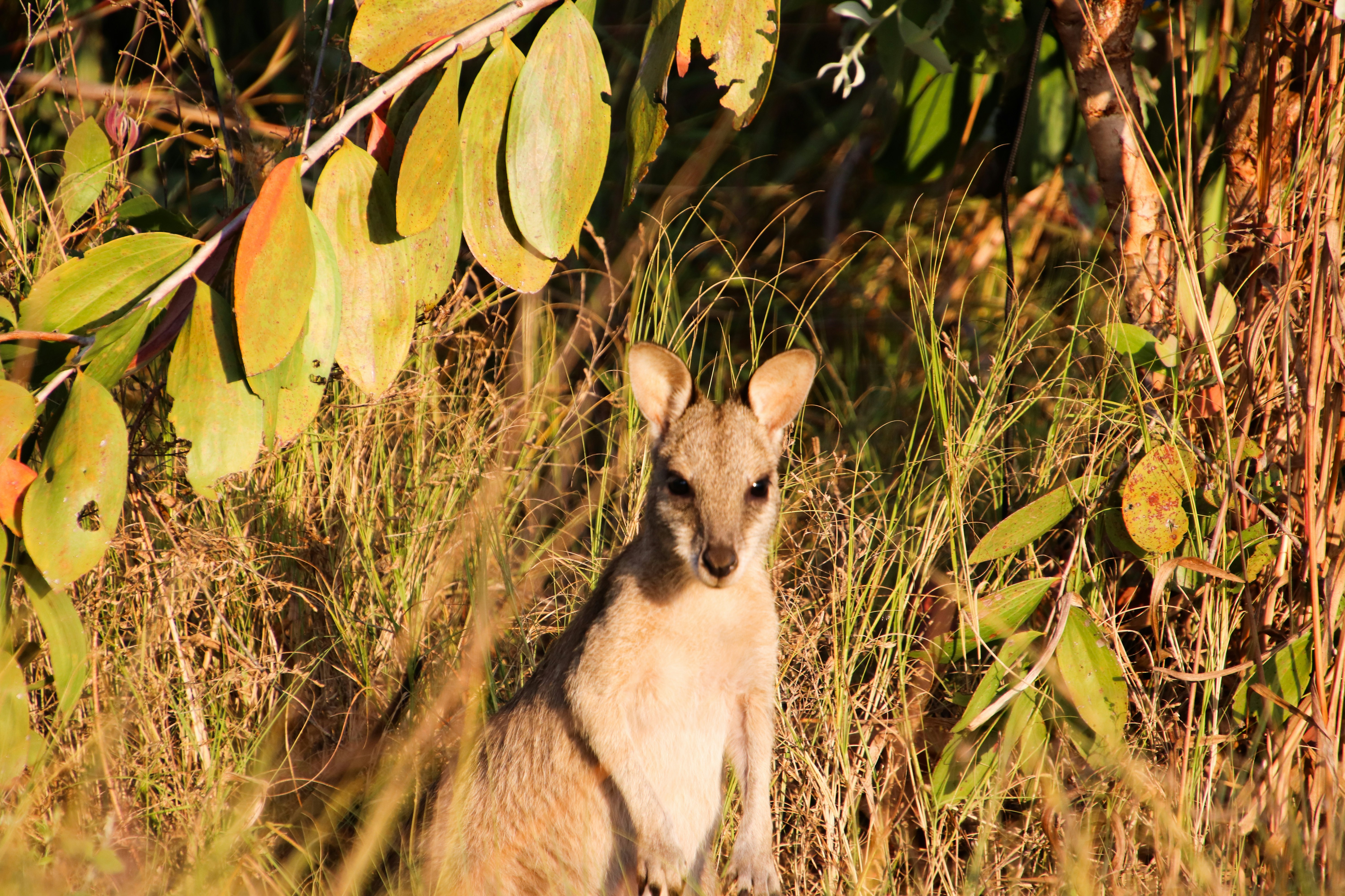 a kangaroo is standing in the tall grass