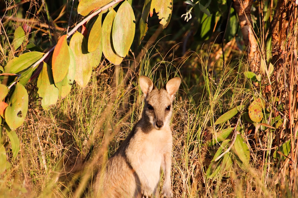 a kangaroo is standing in the tall grass
