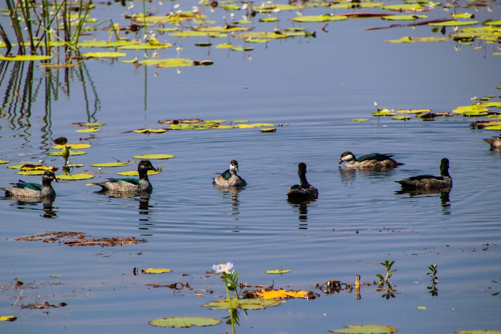 Un grupo de patos flotando en la cima de un lago