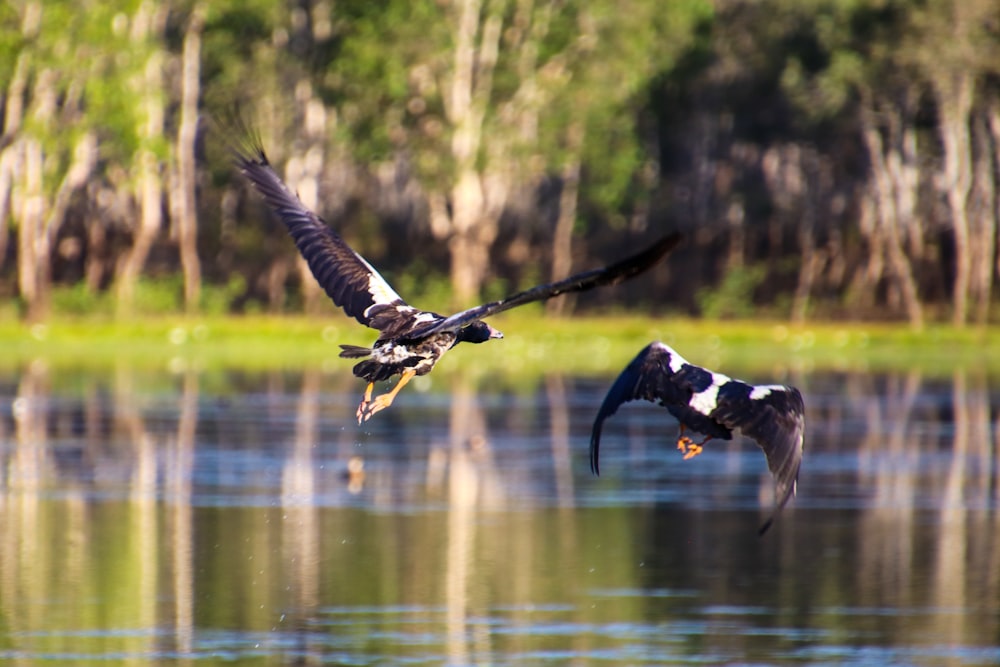 a couple of birds flying over a body of water