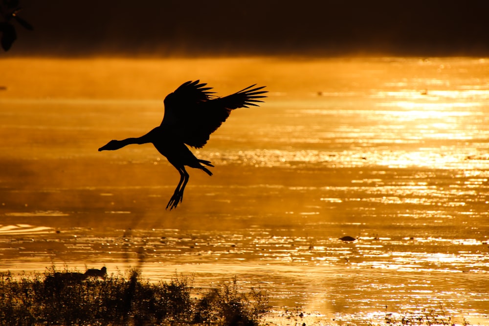 a large bird flying over a body of water