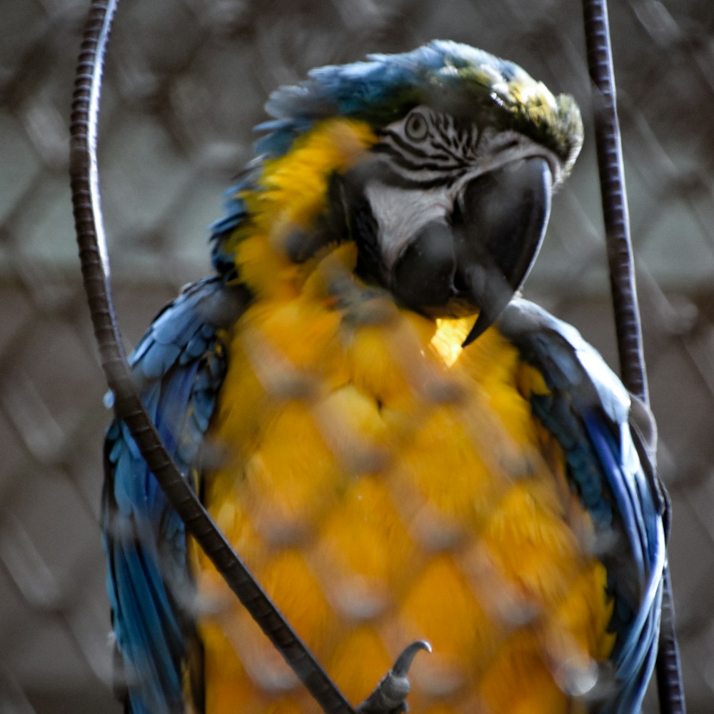 a blue and yellow parrot sitting on top of a tree branch