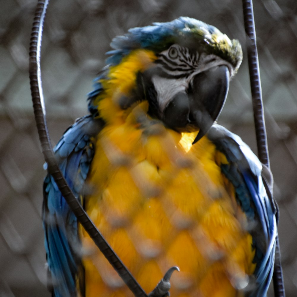 un pappagallo blu e giallo seduto sulla cima di un ramo dell'albero
