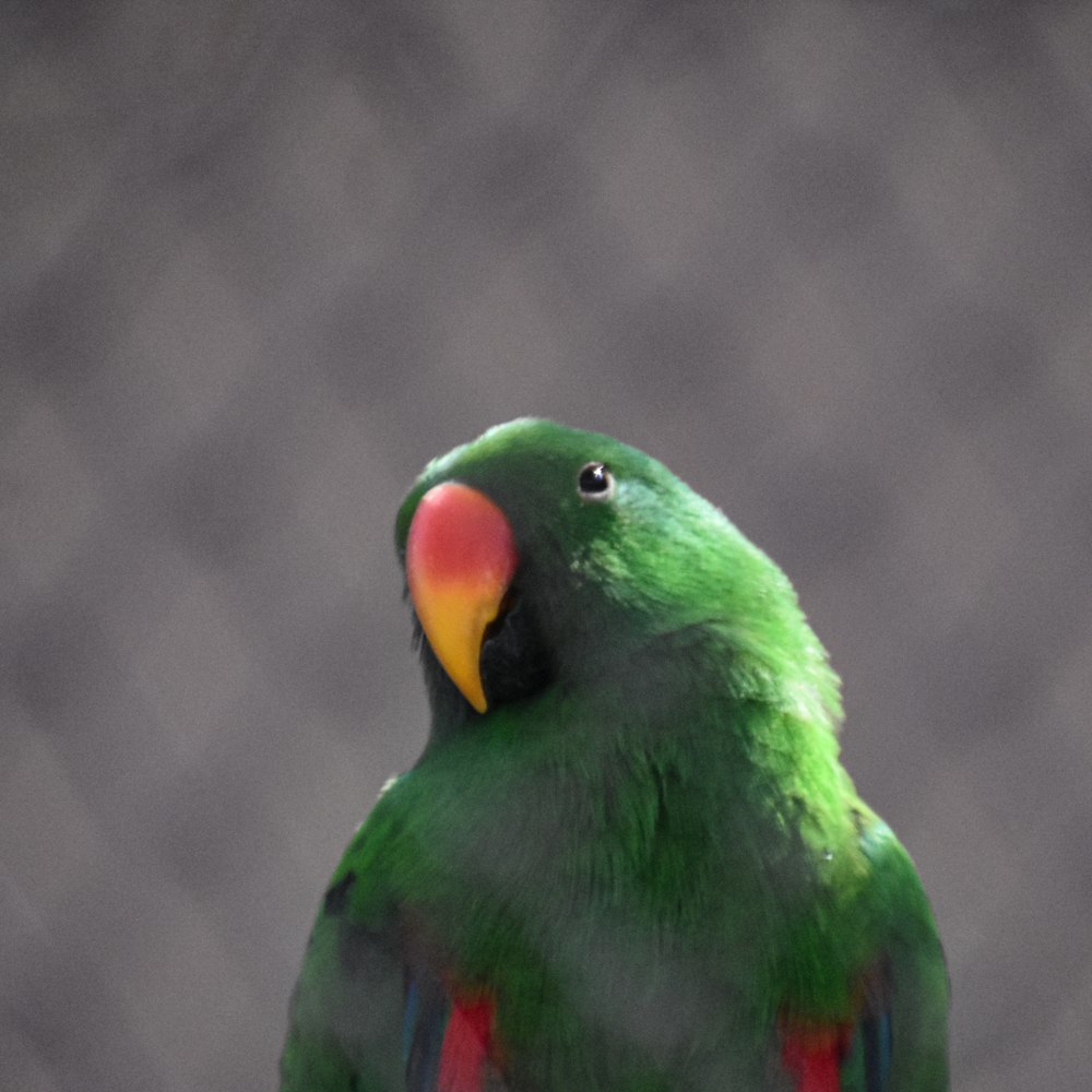 a green parrot with a red and yellow beak