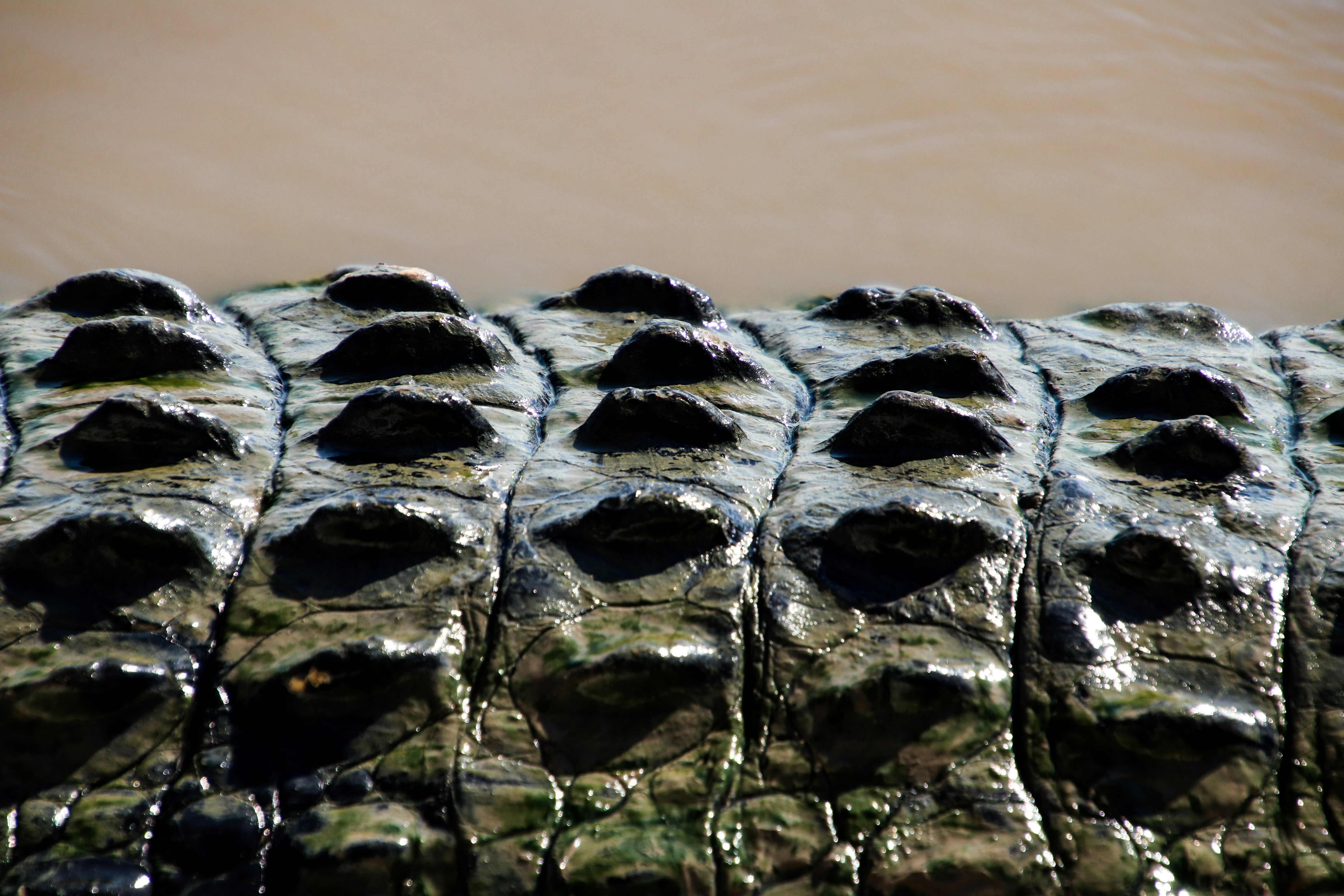 a group of alligators are lined up in the water