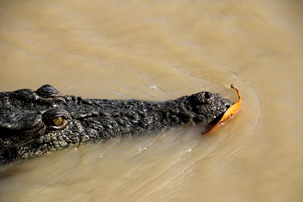 a large alligator in the water with a piece of food in it's mouth