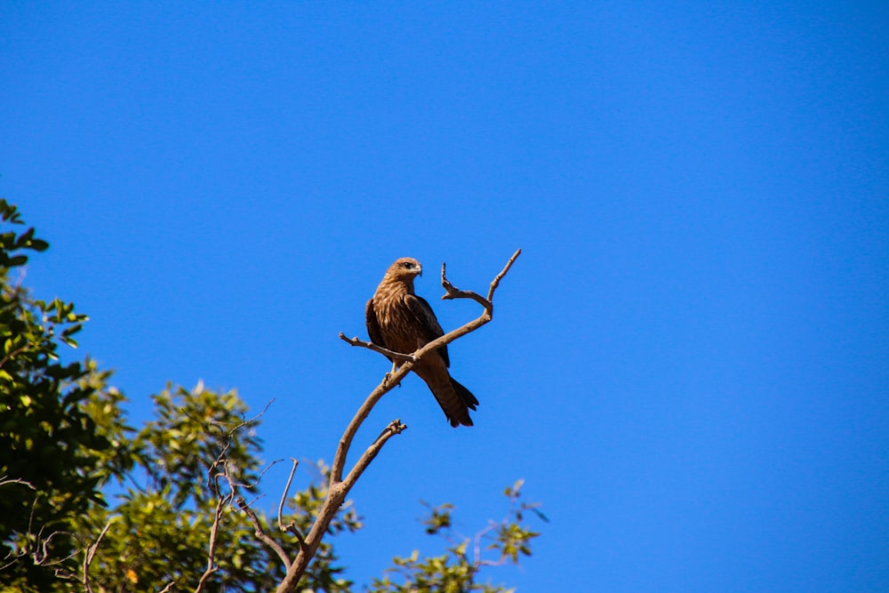 um pássaro empoleirado em um galho de árvore com um céu azul no fundo