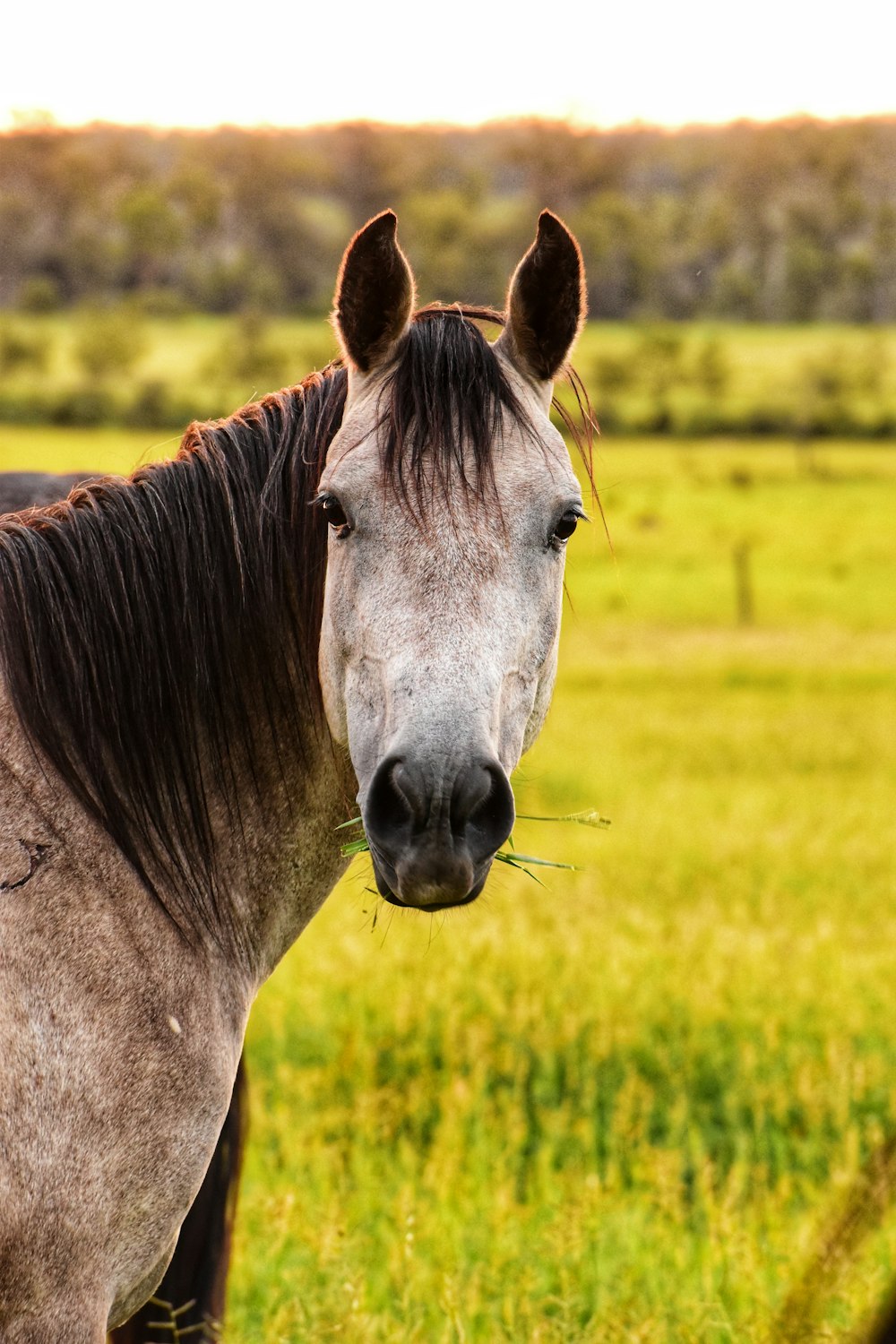 a horse standing in a field of green grass