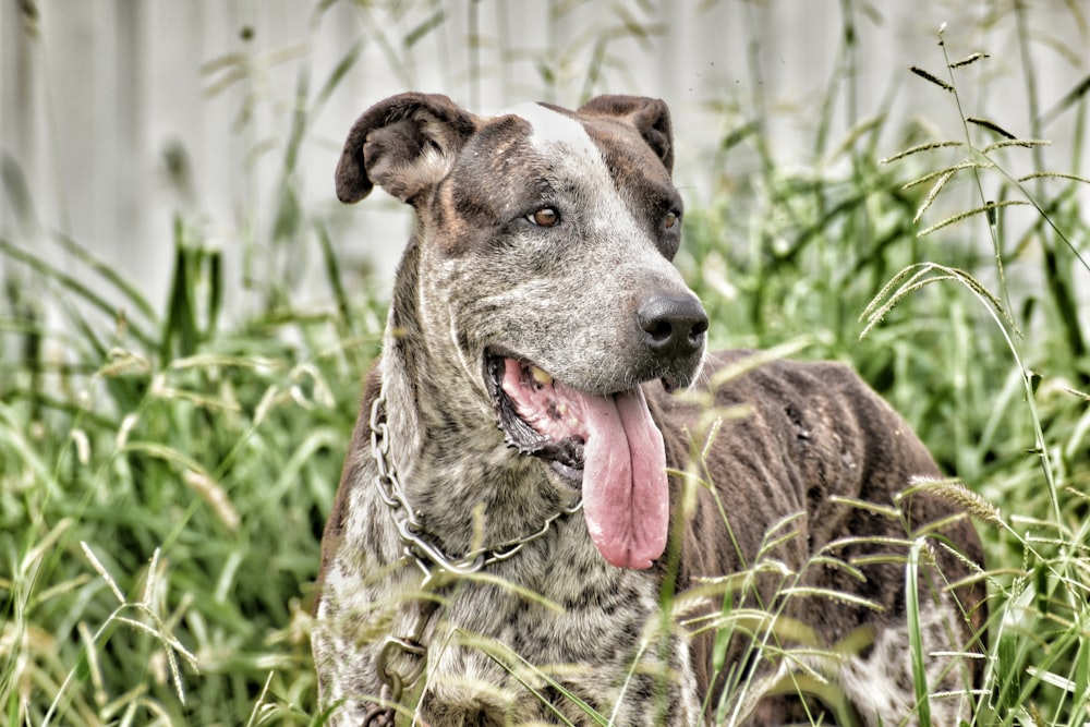 a dog standing in a field of tall grass