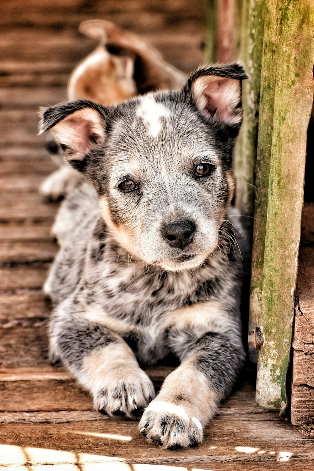 a dog laying on a wooden floor next to a pole