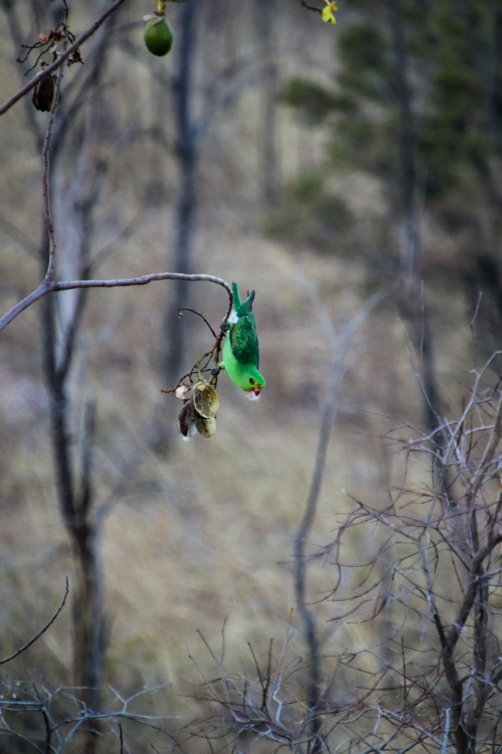 Un uccello verde appollaiato sulla cima di un ramo dell'albero