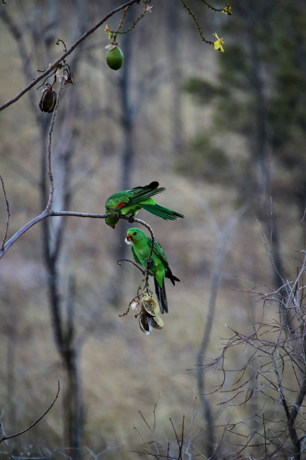 木の枝の上にとまった緑色の鳥のカップル