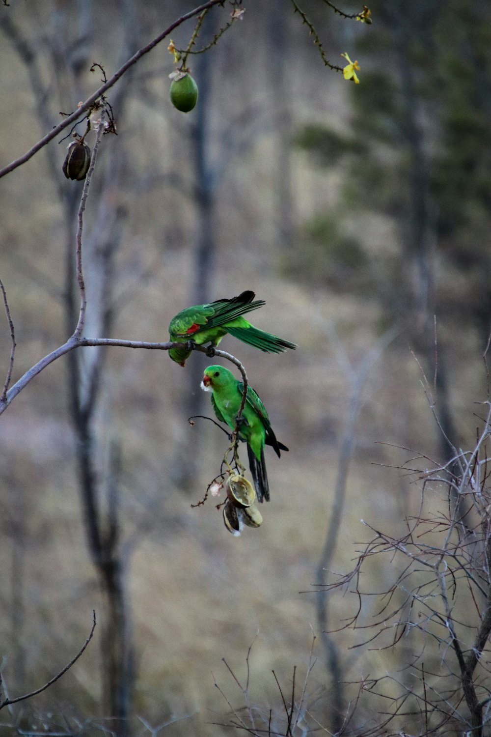 a couple of green birds perched on top of a tree branch