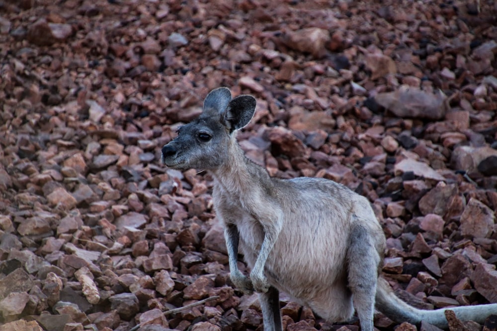 a small kangaroo standing on top of a pile of rocks