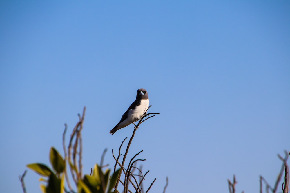 a bird sitting on top of a tree branch