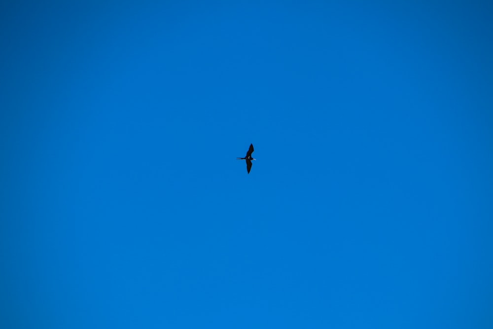 Ein Vogel, der hoch oben am Himmel fliegt