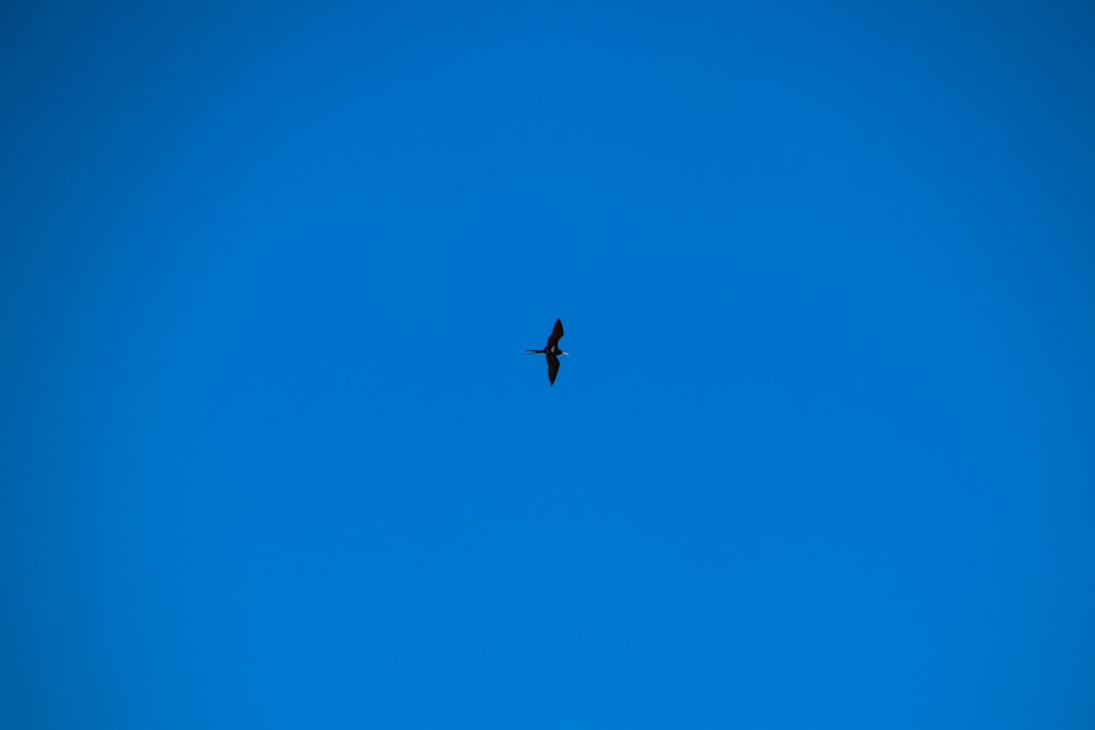 a bird flying high up in the sky