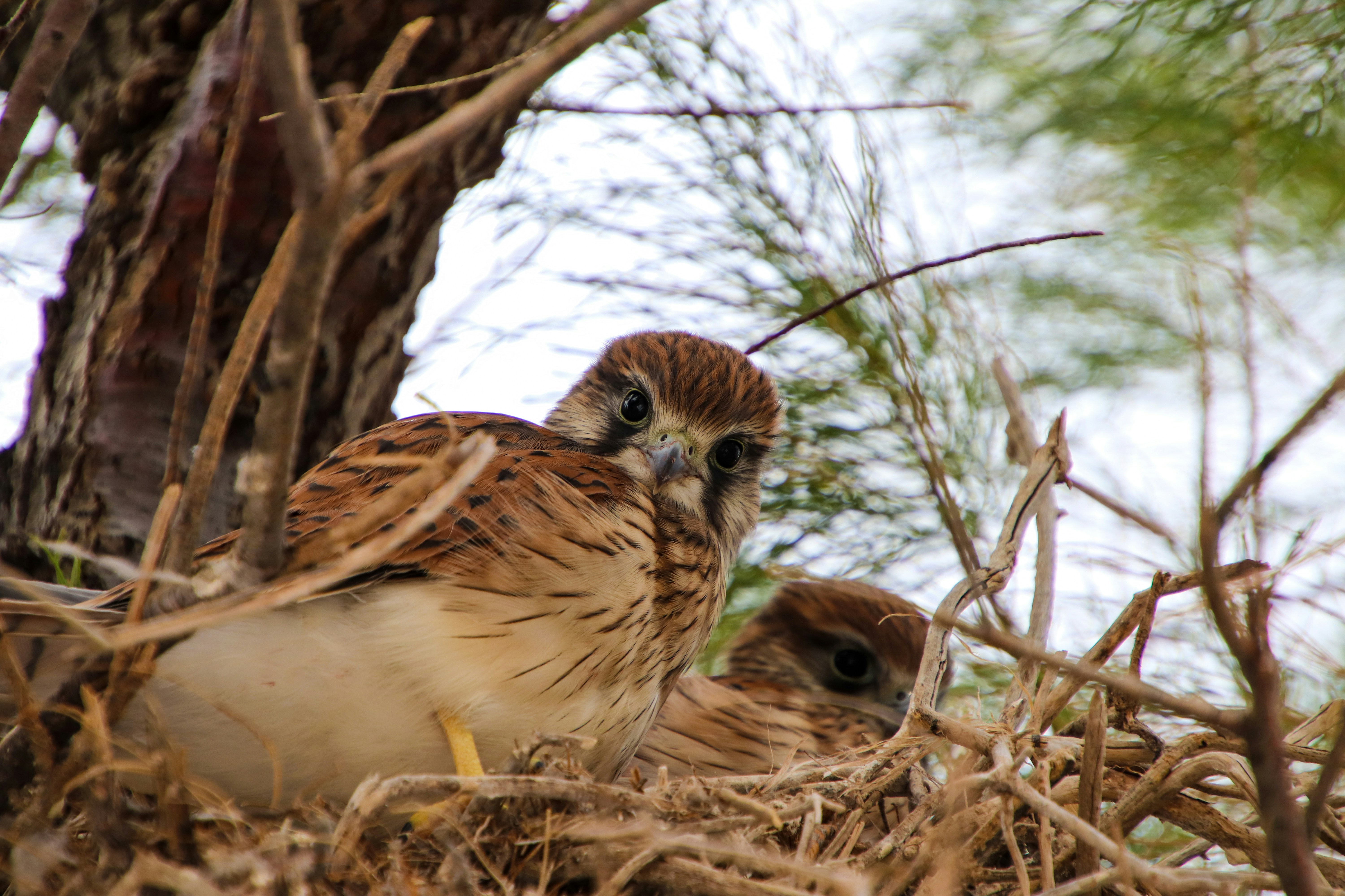beberapa burung duduk di atas tumpukan rumput kering