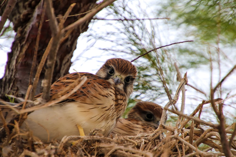 a couple of birds sitting on top of a pile of dry grass