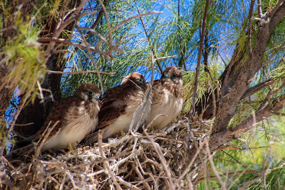 Dos pájaros sentados en un nido en un árbol