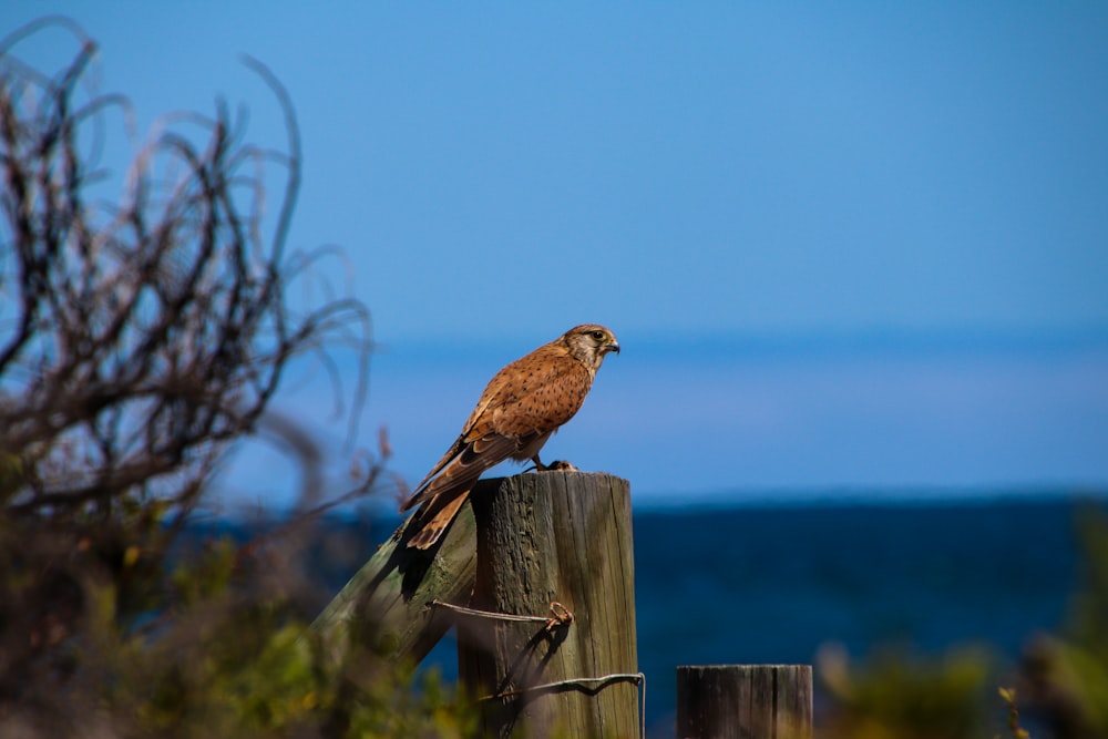a bird sitting on top of a wooden post